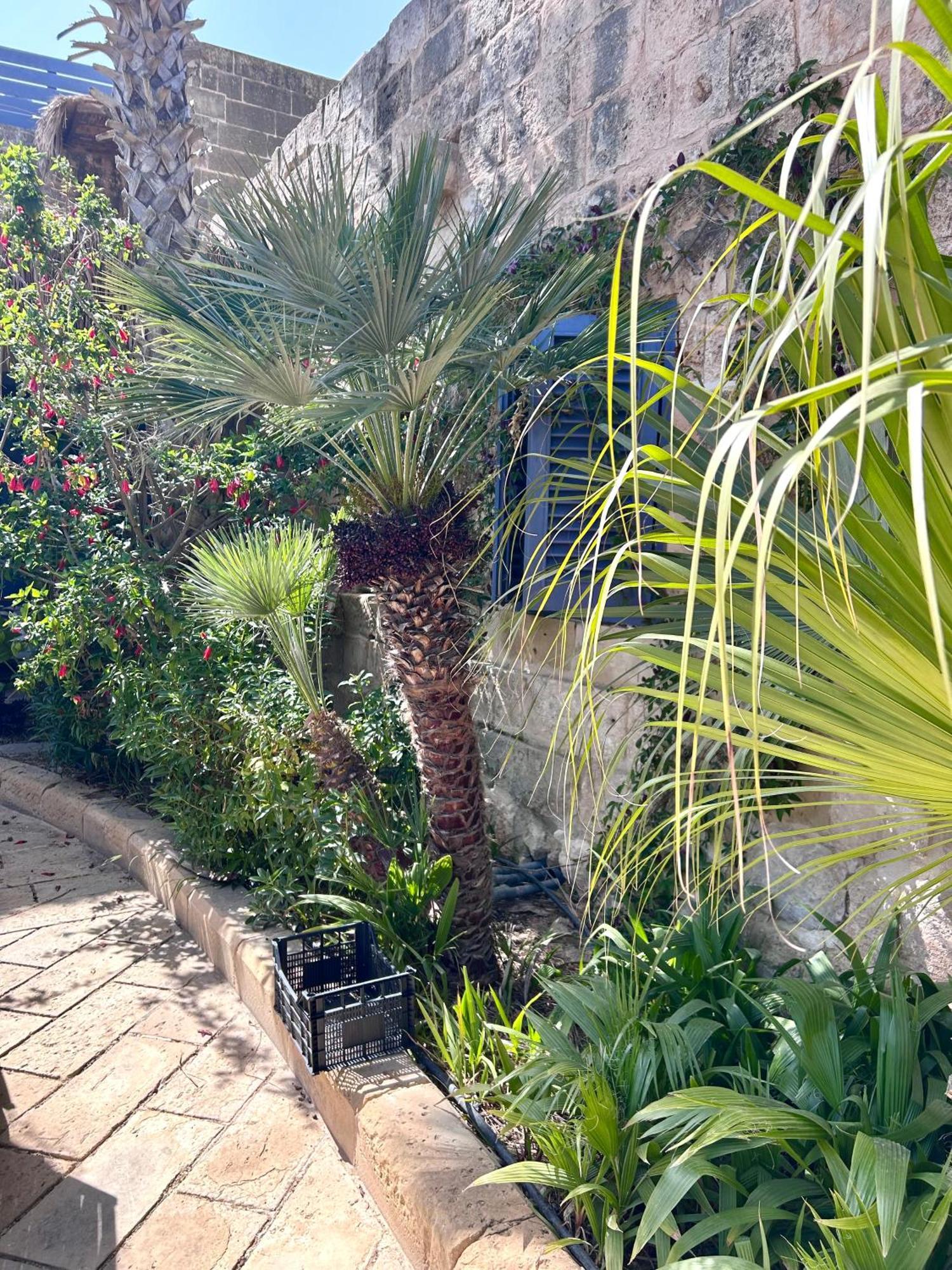 L-Imgarr Ta Skorba Farmhouse Mgarr מראה חיצוני תמונה